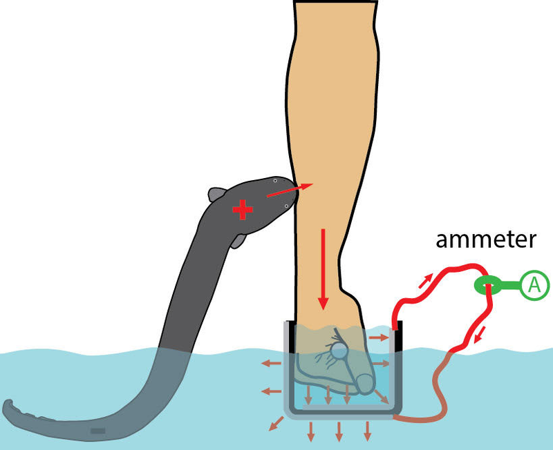 This diagram shows how electric shock was measured in eel to human interaction. Credit: Kenneth Catania